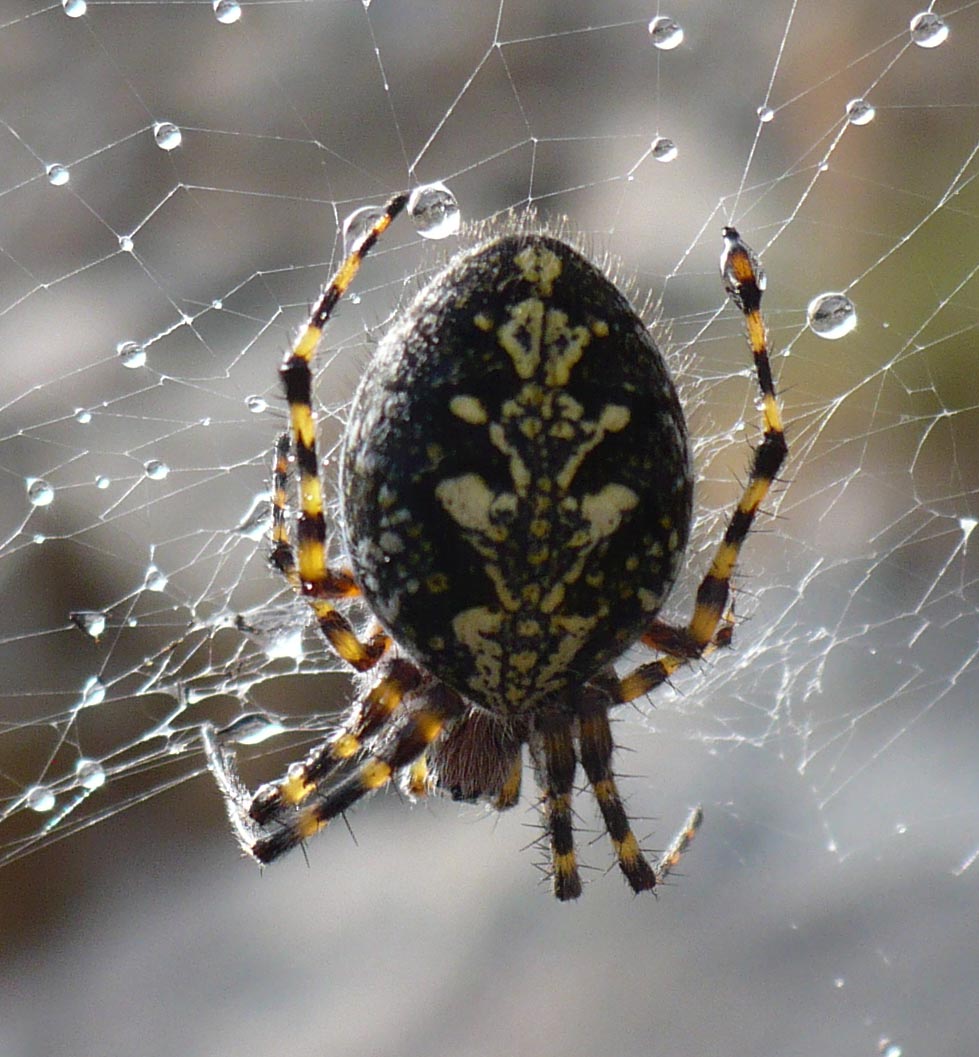 Aculepeira carbonaria